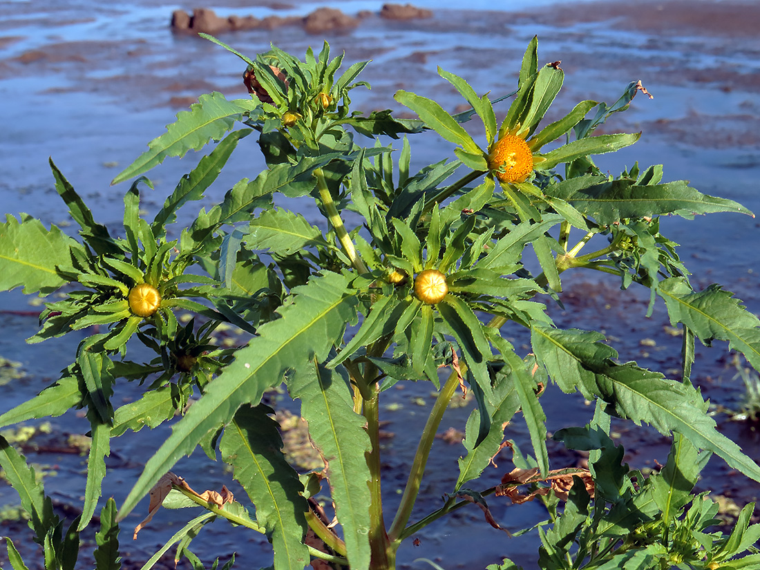 Изображение особи Bidens radiata.