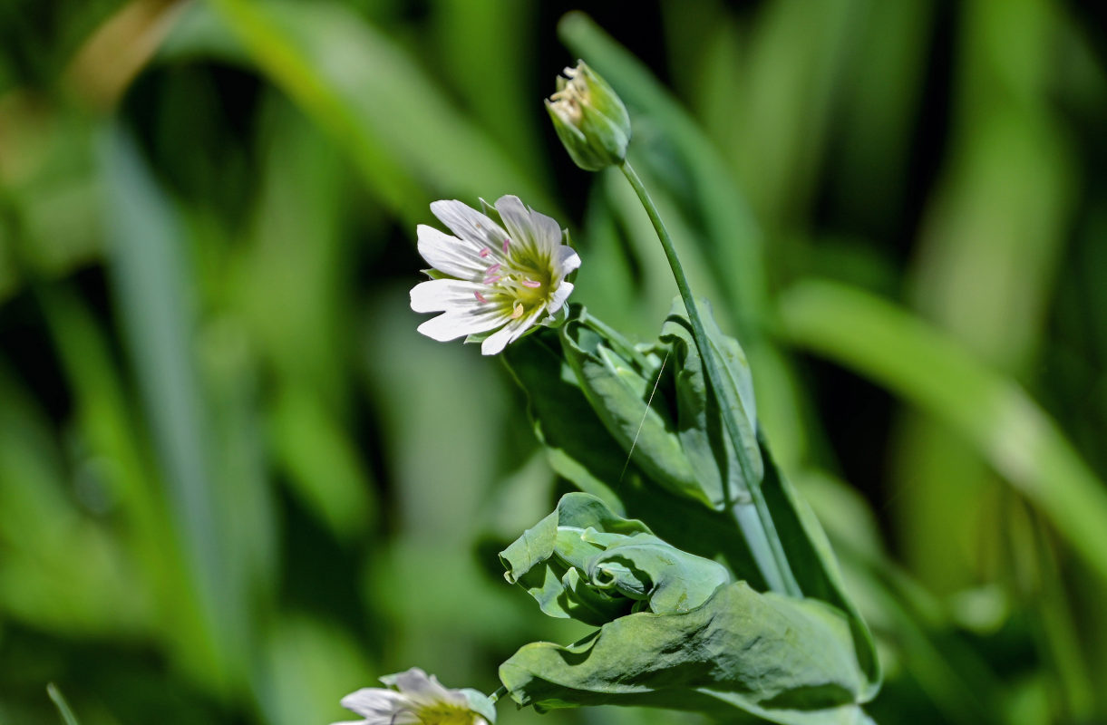 Image of Cerastium davuricum specimen.