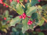 Ilex aquifolium. Верхушка побега с соплодием. Краснодар, парк \"Краснодар\", Японский сад, в культуре. 01.01.2024.