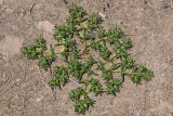 Tetraena simplex. Растение с бутонами. Египет, мухафаза Эль-Гиза, окр. г. Саккара, каменистый сухой склон. 29.04.2023.