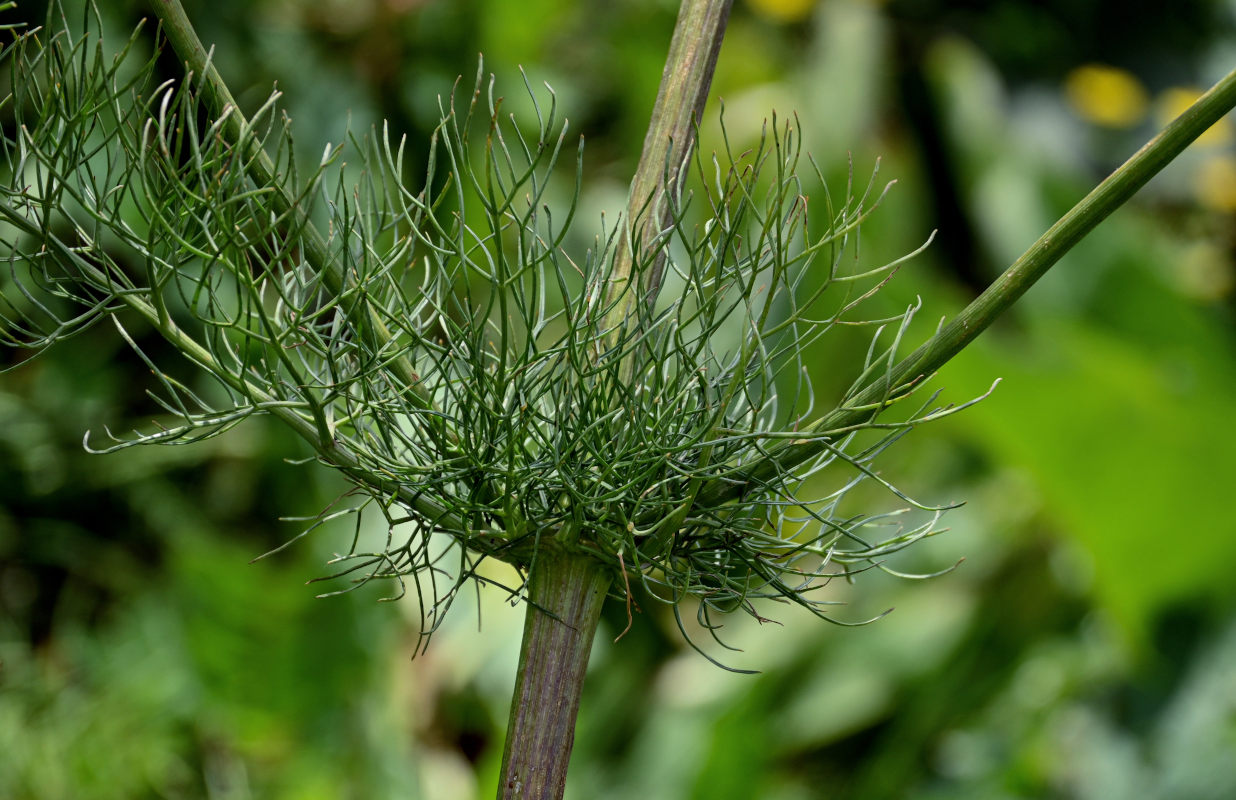 Image of Prangos pabularia specimen.