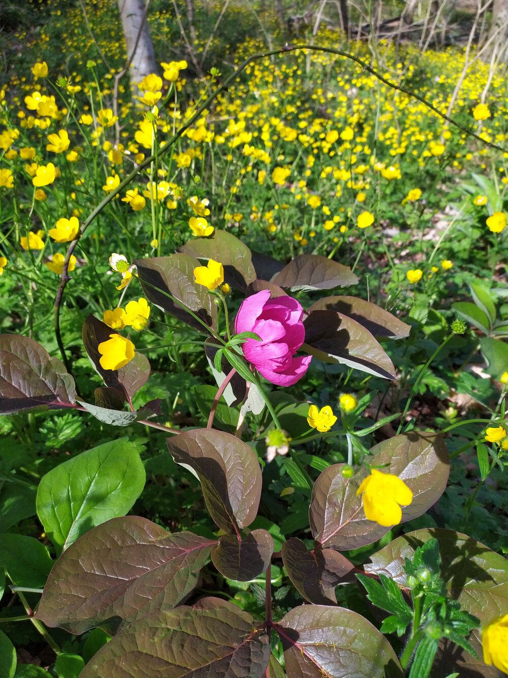 Изображение особи Paeonia caucasica.