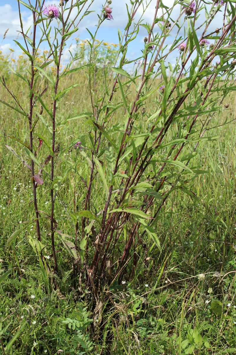 Image of Centaurea jacea specimen.