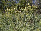 Senecio lividus