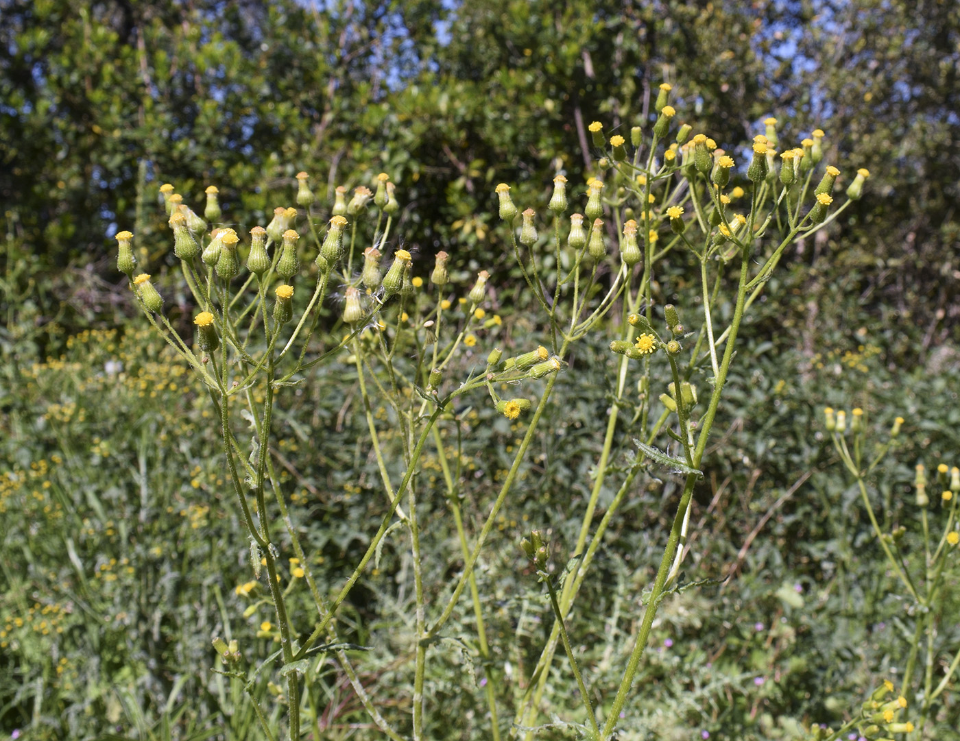 Изображение особи Senecio lividus.