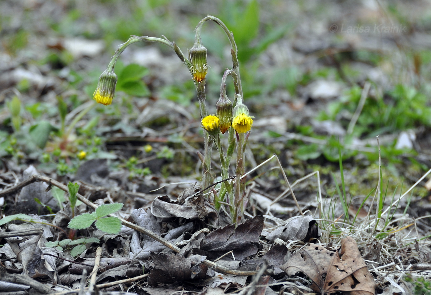 Изображение особи Tussilago farfara.