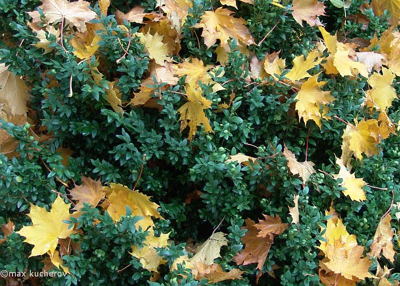 Image of Buxus sempervirens specimen.