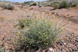 Sisymbrium subspinescens. Цветущее и плодоносящее растение. Казахстан, Алматинская обл., горы Богуты, каменисто-глинистая пустыня. 8 мая 2024 г.