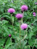 Cirsium helenioides