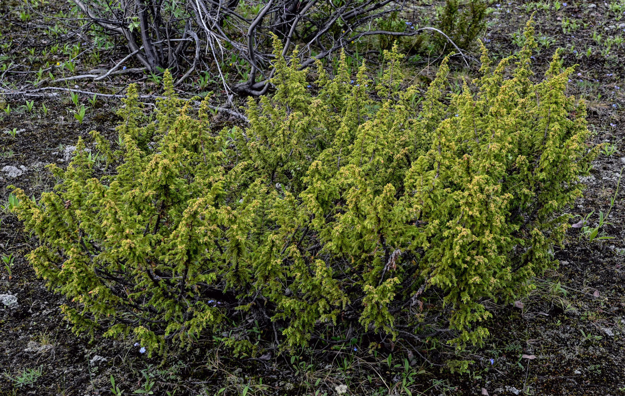 Image of Juniperus sibirica specimen.