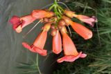 Campsis radicans