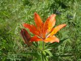 Lilium pensylvanicum