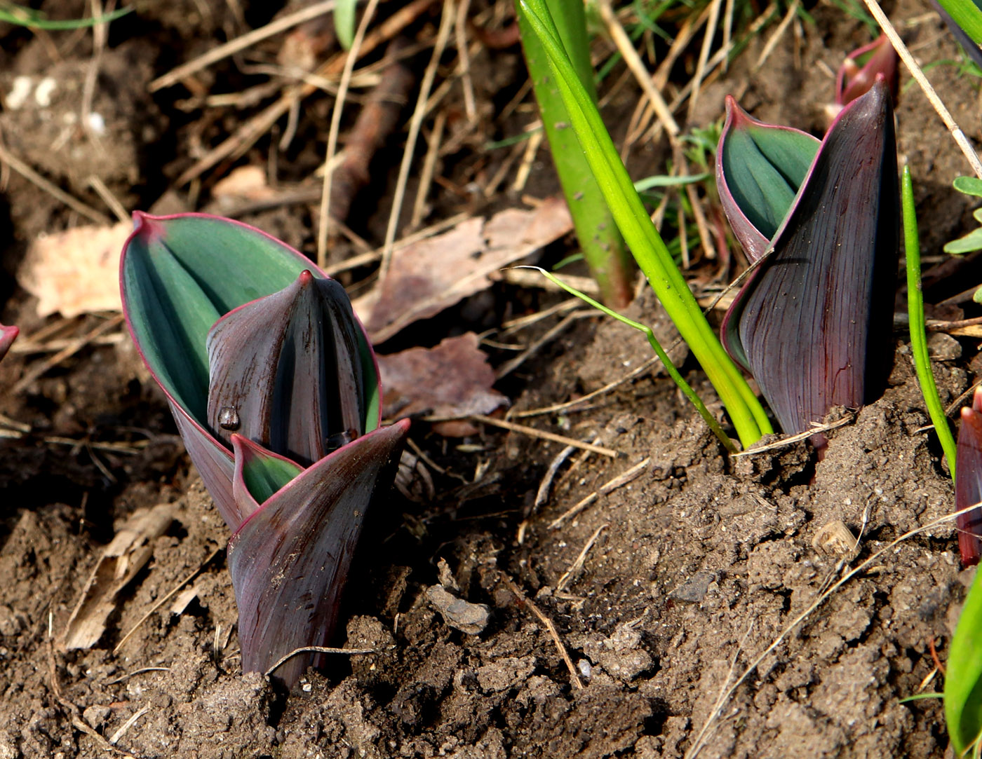 Image of Allium karataviense specimen.