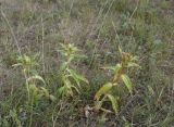 Gentiana cruciata