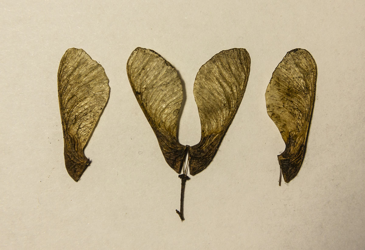 Image of genus Acer specimen.