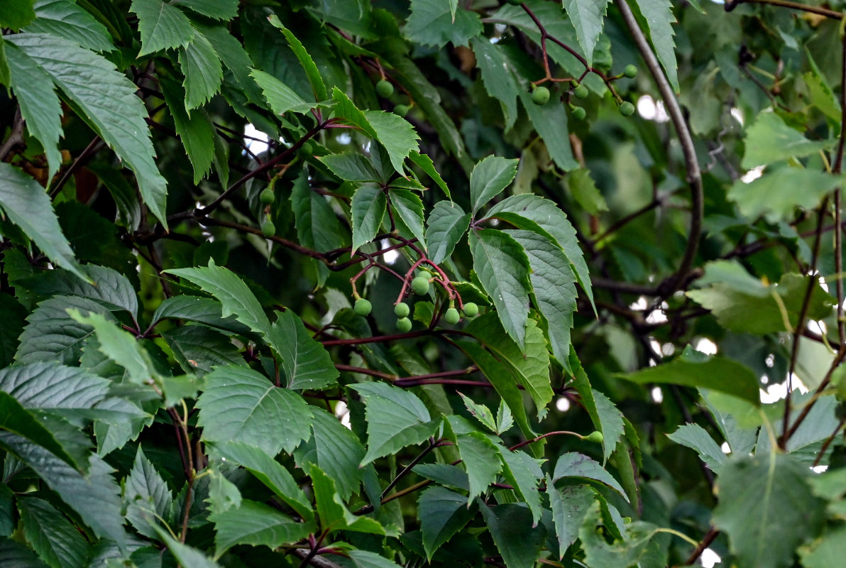 Изображение особи Parthenocissus quinquefolia.