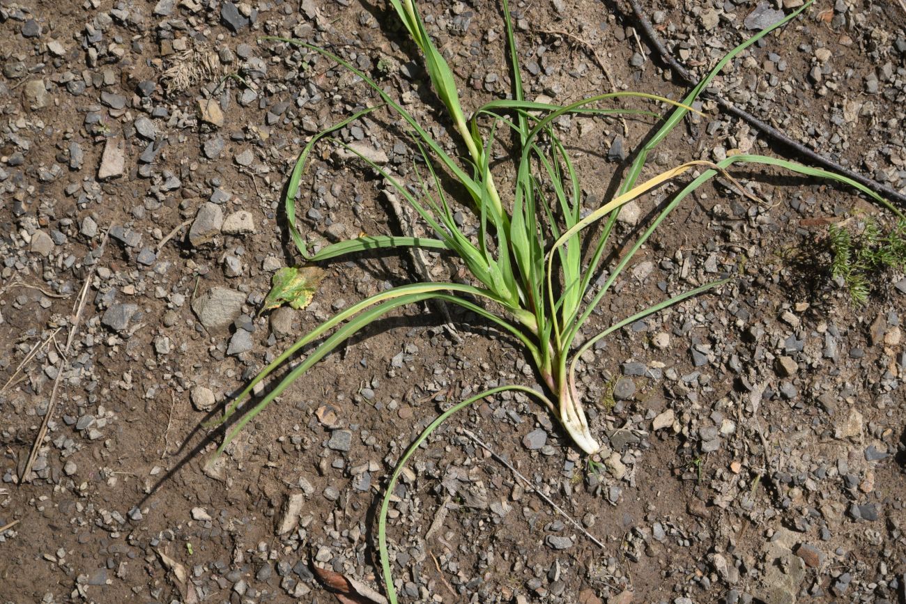 Изображение особи Tragopogon filifolius.