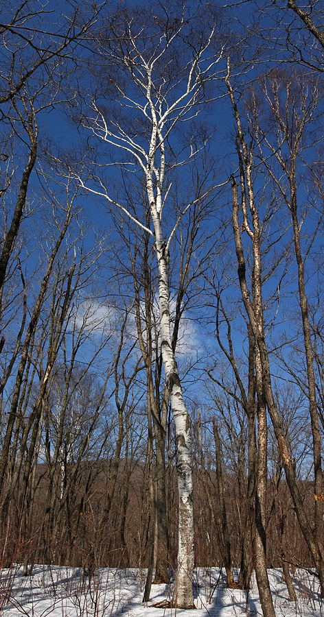 Изображение особи Betula platyphylla.