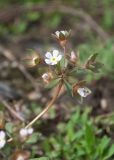 Androsace maxima
