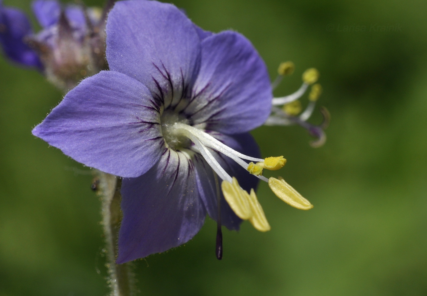 Image of Polemonium laxiflorum specimen.