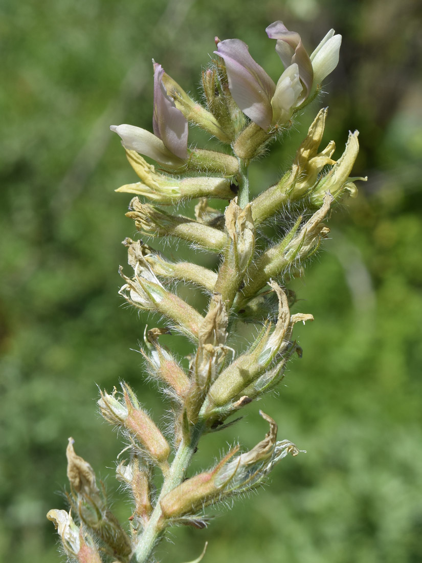 Image of Oxytropis pilosissima specimen.