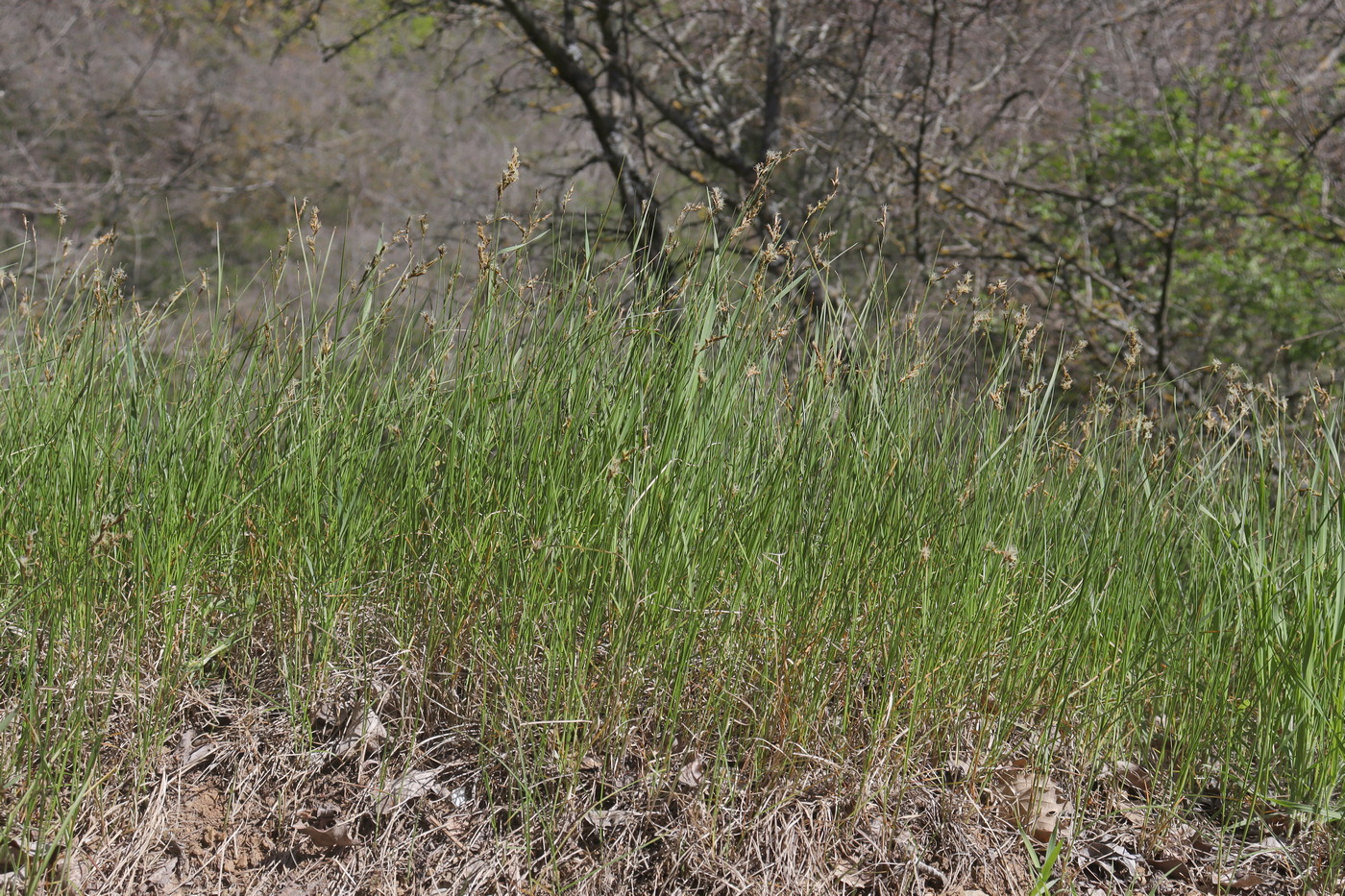 Image of Carex praecox specimen.