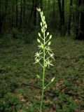 Ornithogalum pyrenaicum