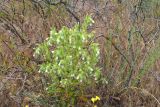 Onosma setosa
