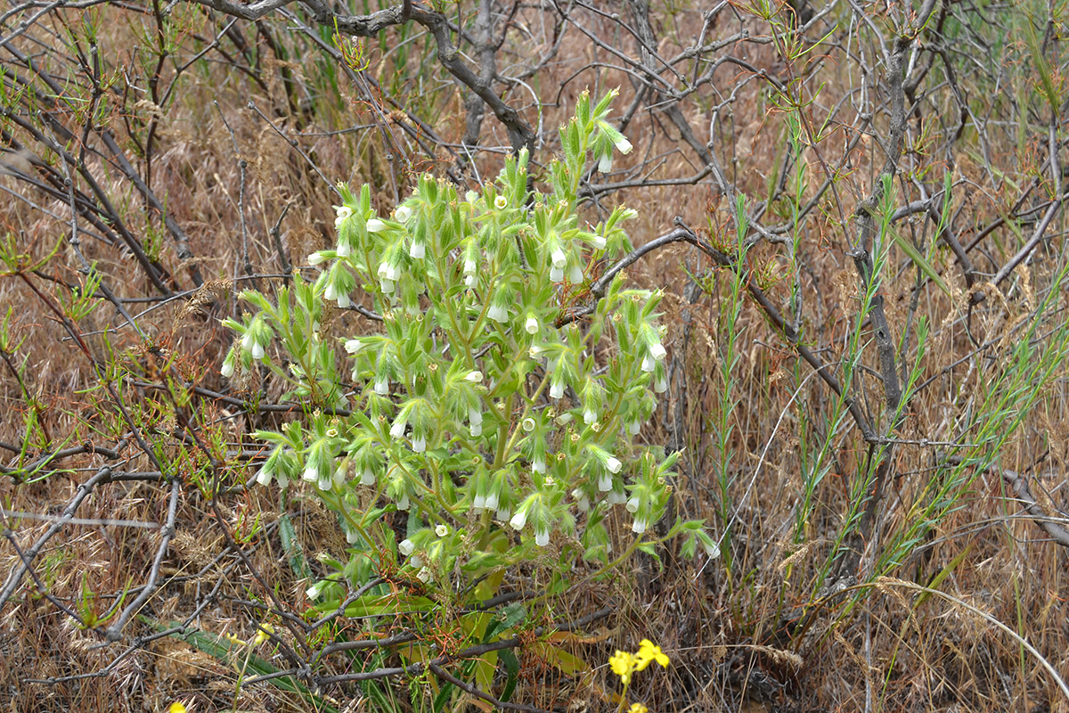 Изображение особи Onosma setosa.