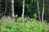 Geranium sylvaticum