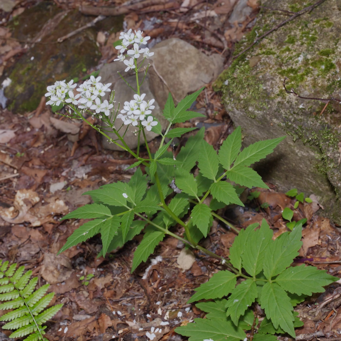Изображение особи Cardamine leucantha.