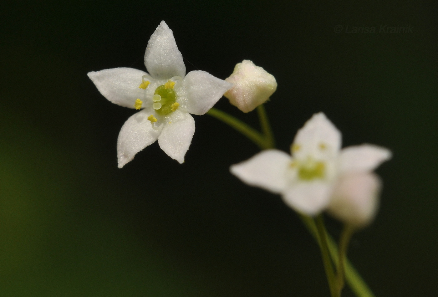 Image of Galium davuricum specimen.