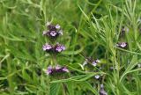 Clinopodium chinense. Верхушка цветущего растения (рядом — побег Artemisia). Приморский край, Уссурийский гор. округ, окр. с. Монакино, луг на небольшой сопке. 02.07.2025.
