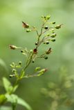 Scrophularia nodosa. Соцветие с цветками и бутонами. Воронежская обл., Бутурлиновский р-н, окр. г. Бутурлиновка, Шипов лес, широколиственный лес. 24.06.2025.