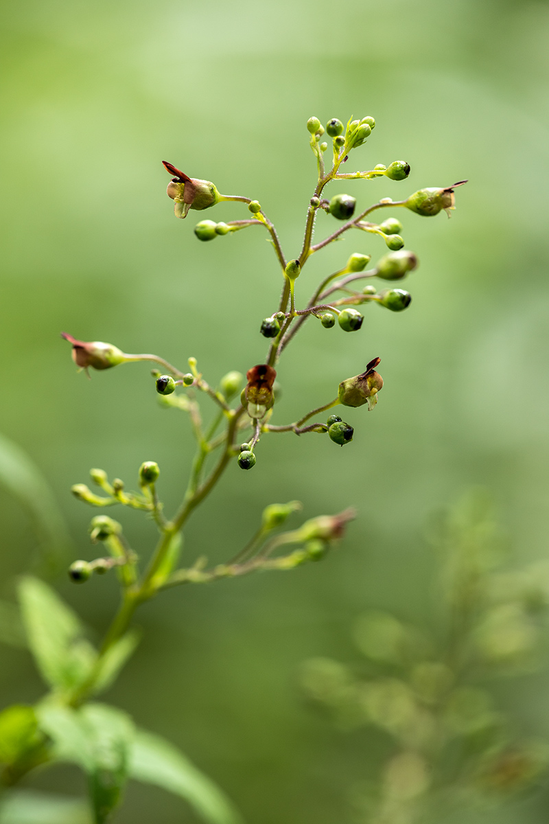 Image of Scrophularia nodosa specimen.