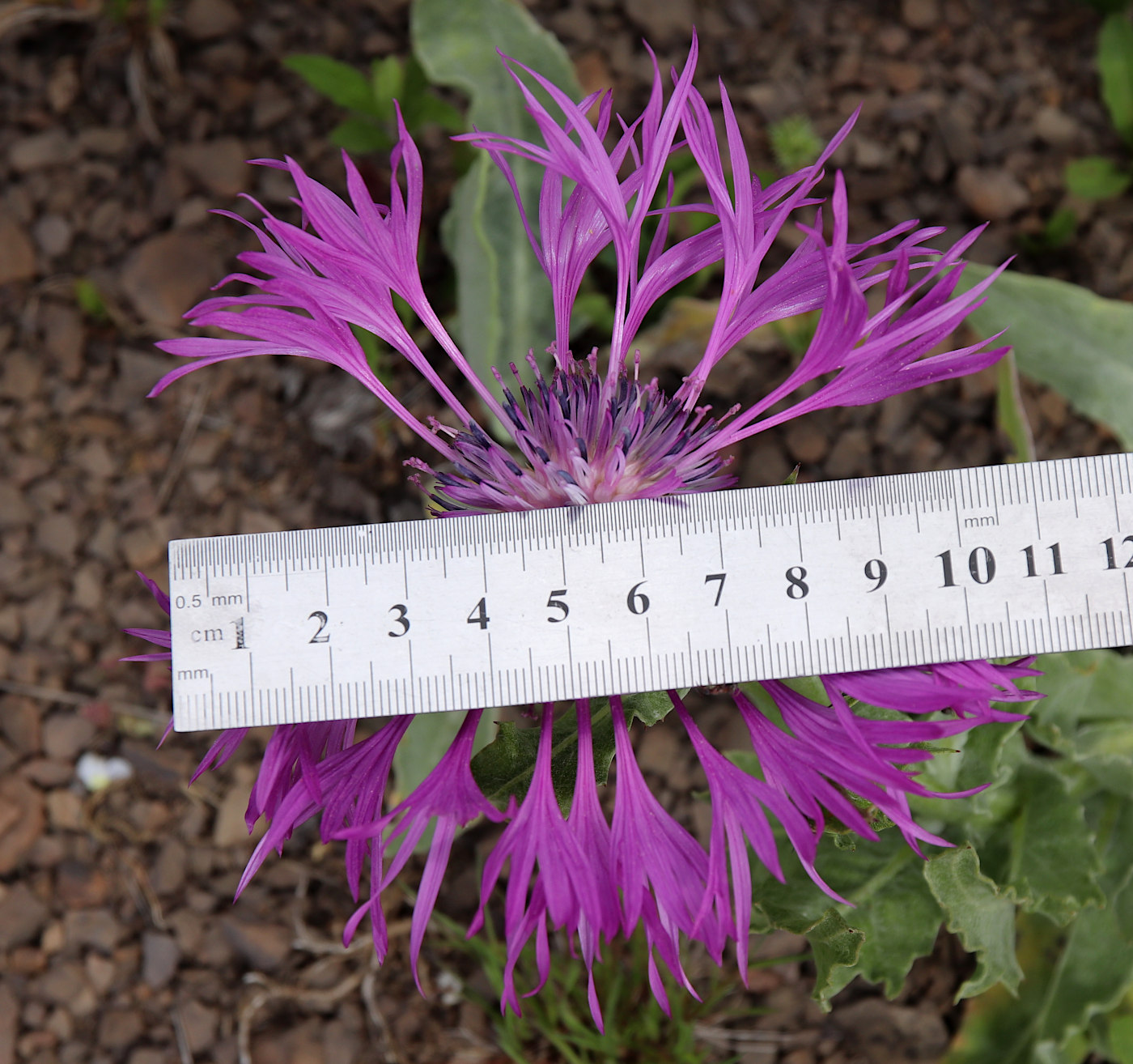 Image of Centaurea willdenowii specimen.