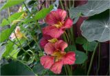 Tropaeolum majus. Цветки. Московская обл., Раменский р-н, окр. дер. Хрипань, садовый участок. 03.09.2025.