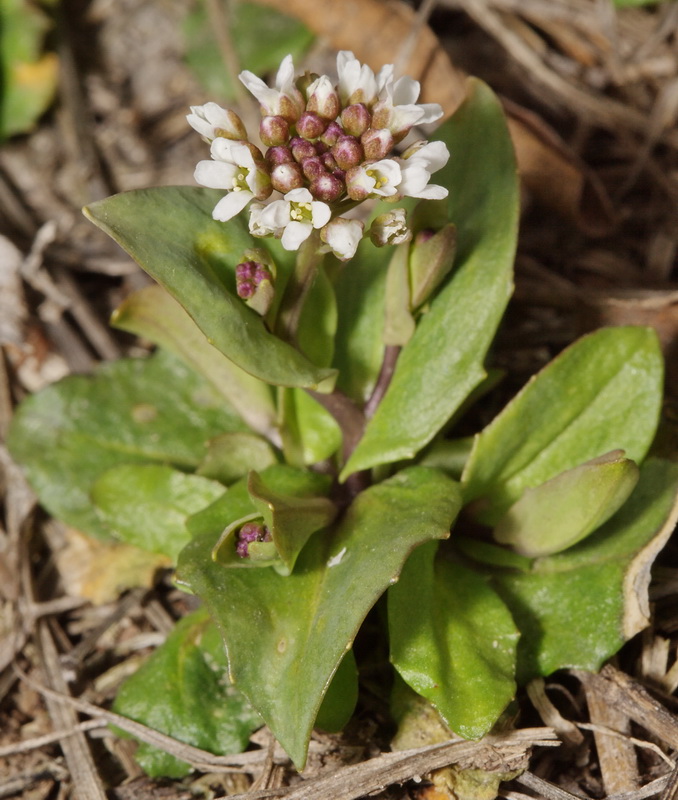 Image of Microthlaspi perfoliatum specimen.