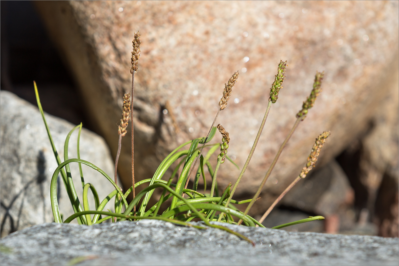Image of Plantago maritima specimen.
