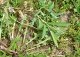 genus Salix. Верхушка веточки. Кабардино-Балкария, Эльбрусский р-н, дол. р. Адылсу, 1 км ниже альплагеря \"Джантуган\", луг. 17 июня 2025 г.