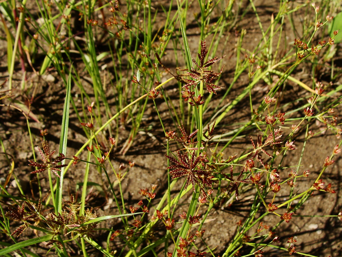 Image of Cyperus orthostachyus specimen.