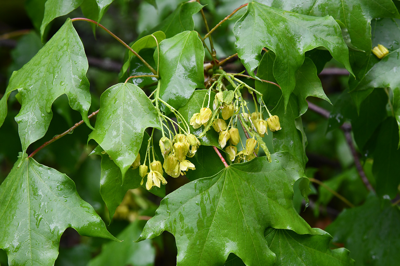 Изображение особи Acer turkestanicum.