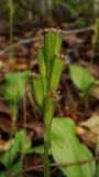 Liparis kumokiri. Соплодие с незрелыми плодами. Хабаровский край, окр. г. Комсомольск-на-Амуре, лиственный лес с преобладанием Betula platyphylla. 03.09.2025.
