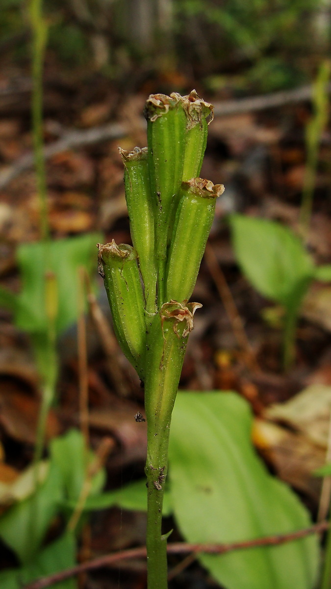 Изображение особи Liparis kumokiri.