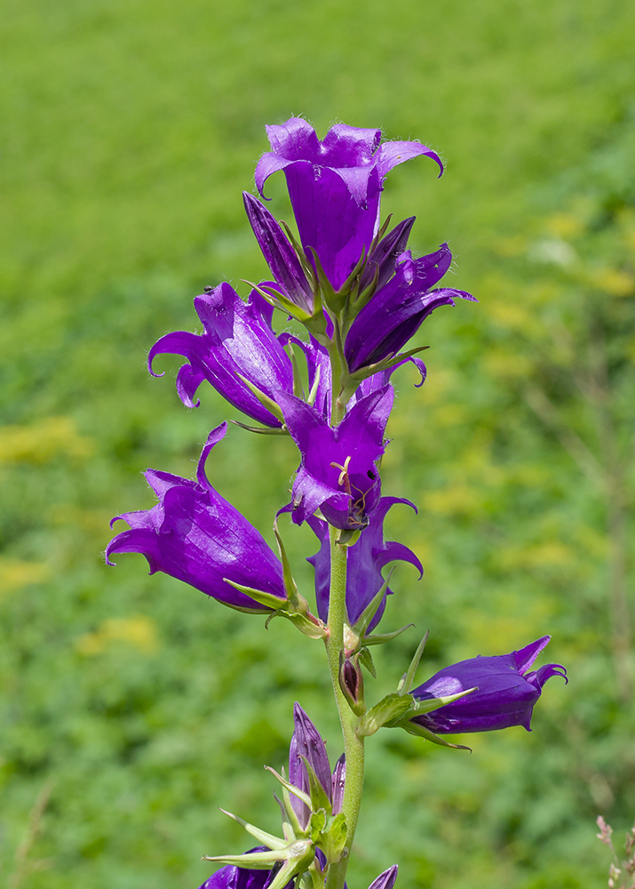 Изображение особи Campanula latifolia.