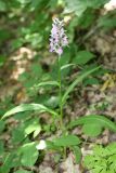 Dactylorhiza urvilleana