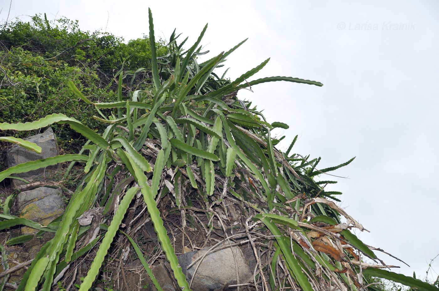Изображение особи Hylocereus undatus.