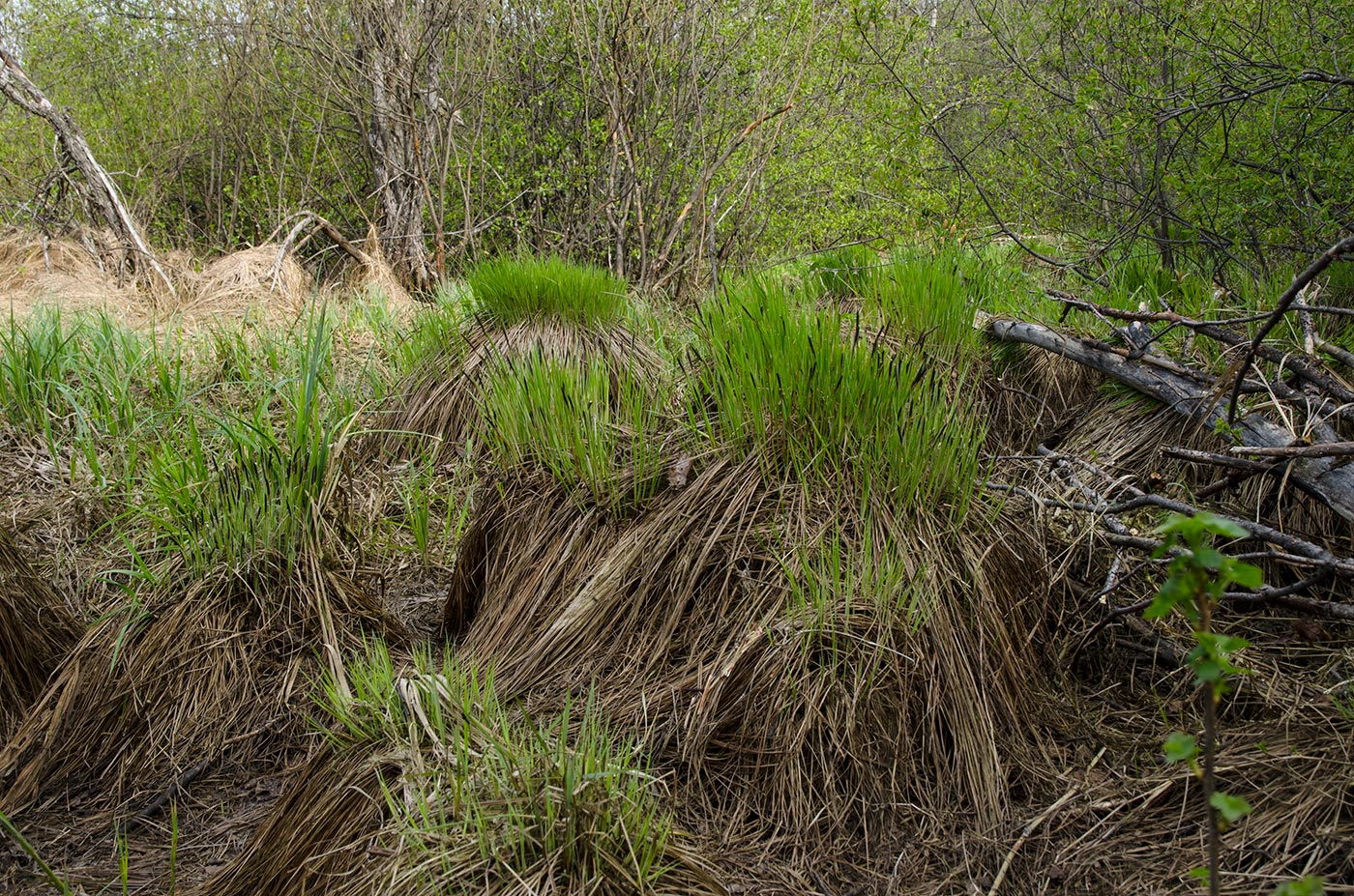 Изображение особи род Carex.