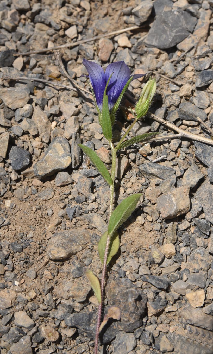 Image of familia Campanulaceae specimen.