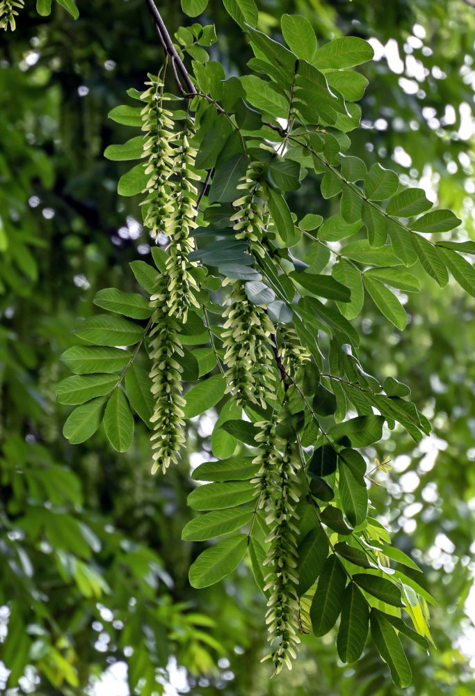 Изображение особи Pterocarya stenoptera.